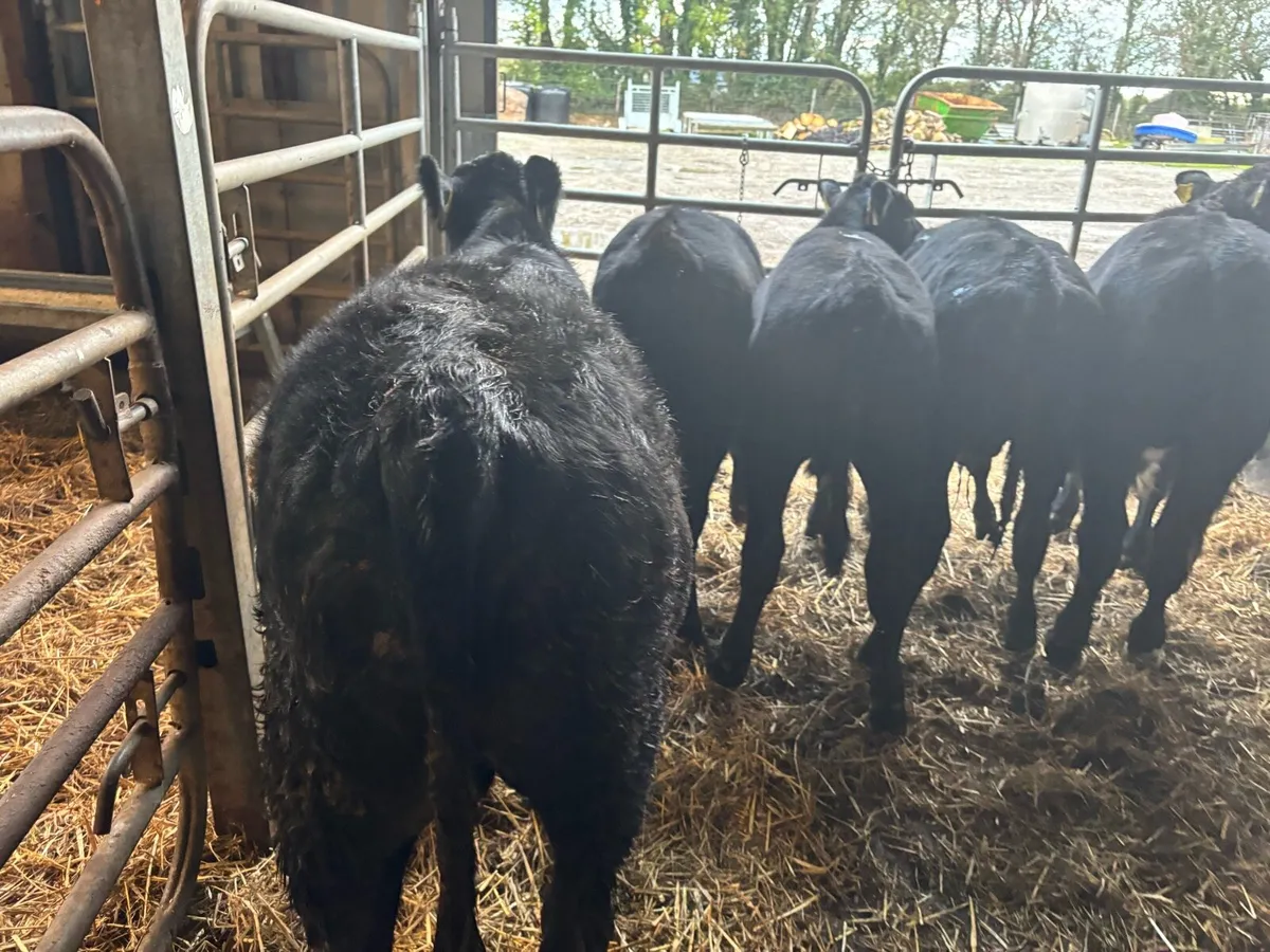 5 super Angus bull weanlings - Image 1