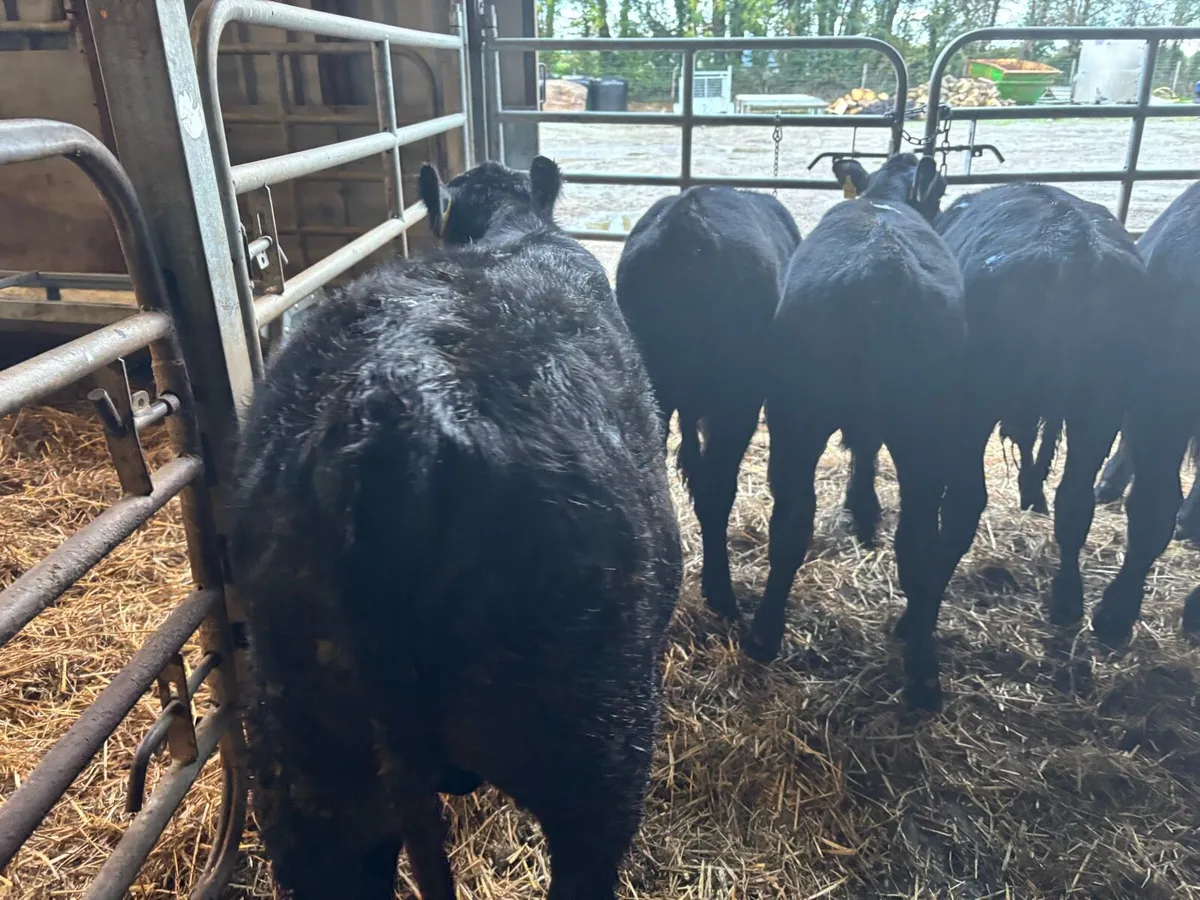 5 super Angus bull weanlings - Image 2