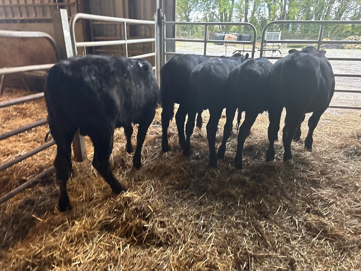 5 super Angus bull weanlings - Image 3