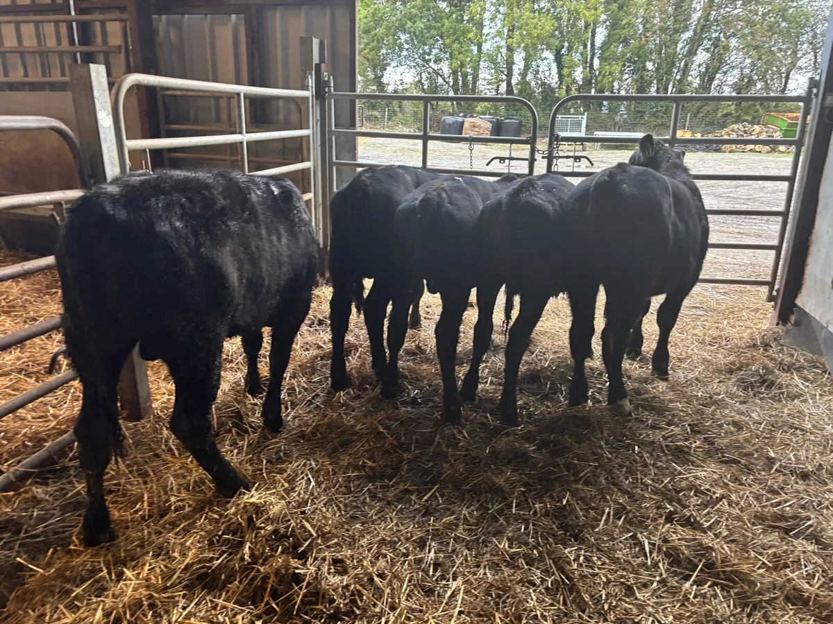 5 super Angus bull weanlings - Image 4