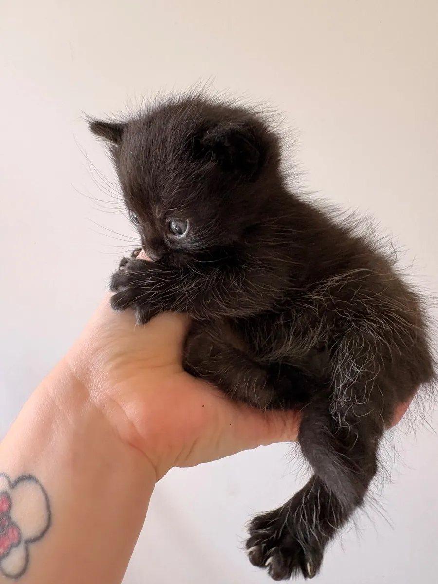 Kittens - Image 4