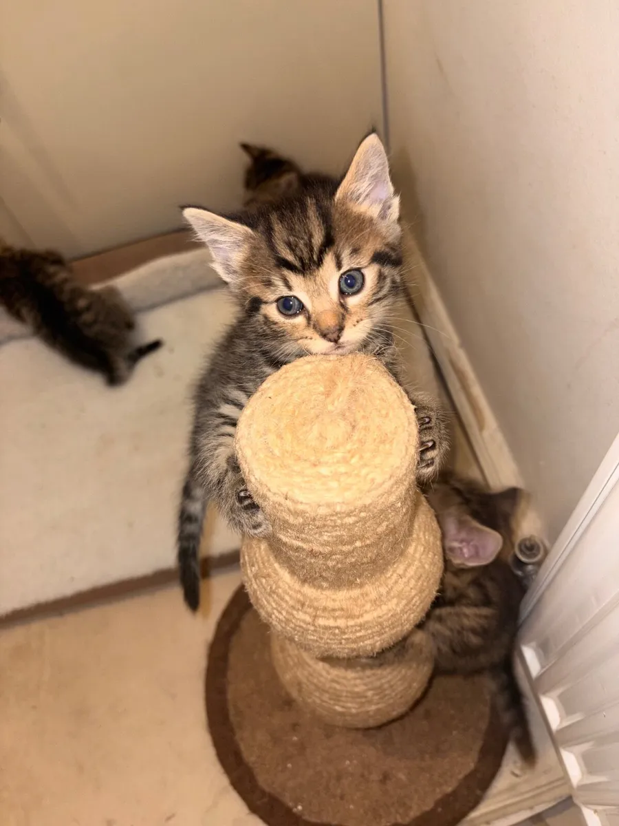 Kittens - Image 3