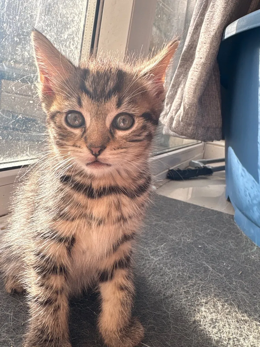 Kittens - Image 1