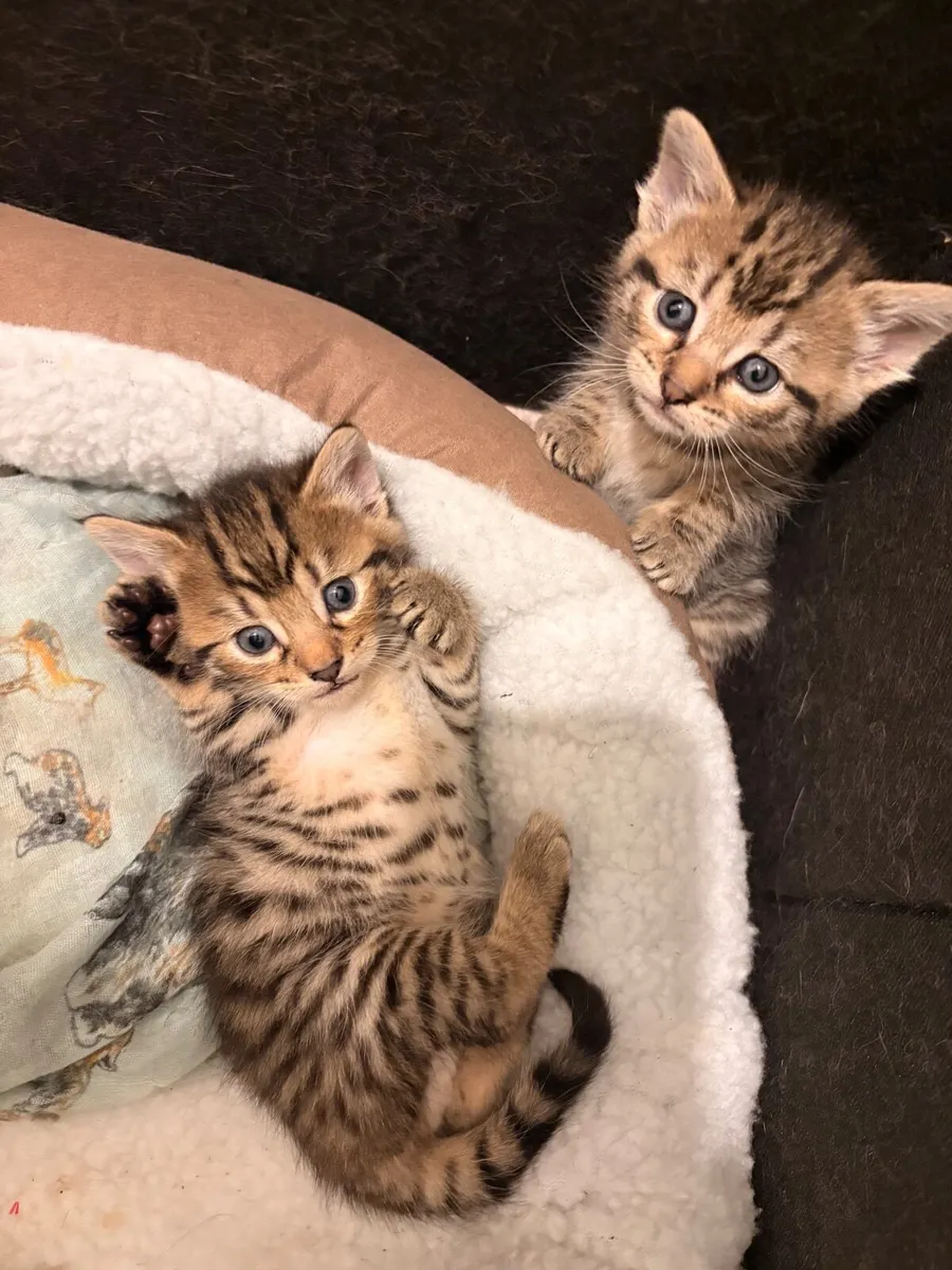 Kittens - Image 2