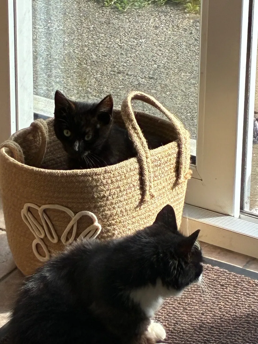 Kittens