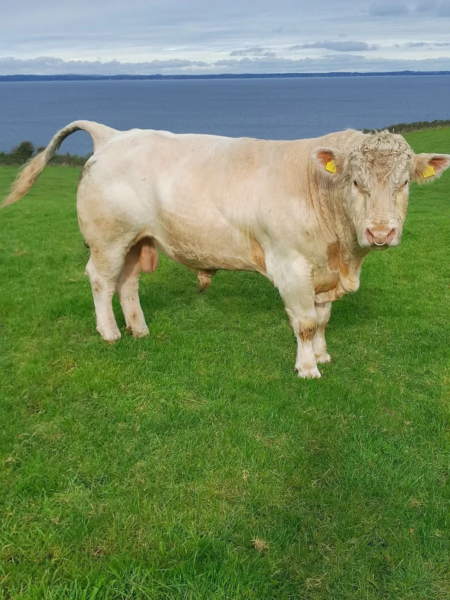 P.B. Reg Charolais bull - Image 1