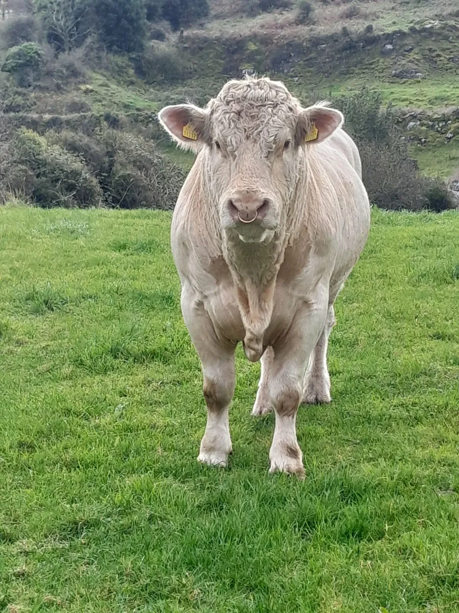 P.B. Reg Charolais bull - Image 2