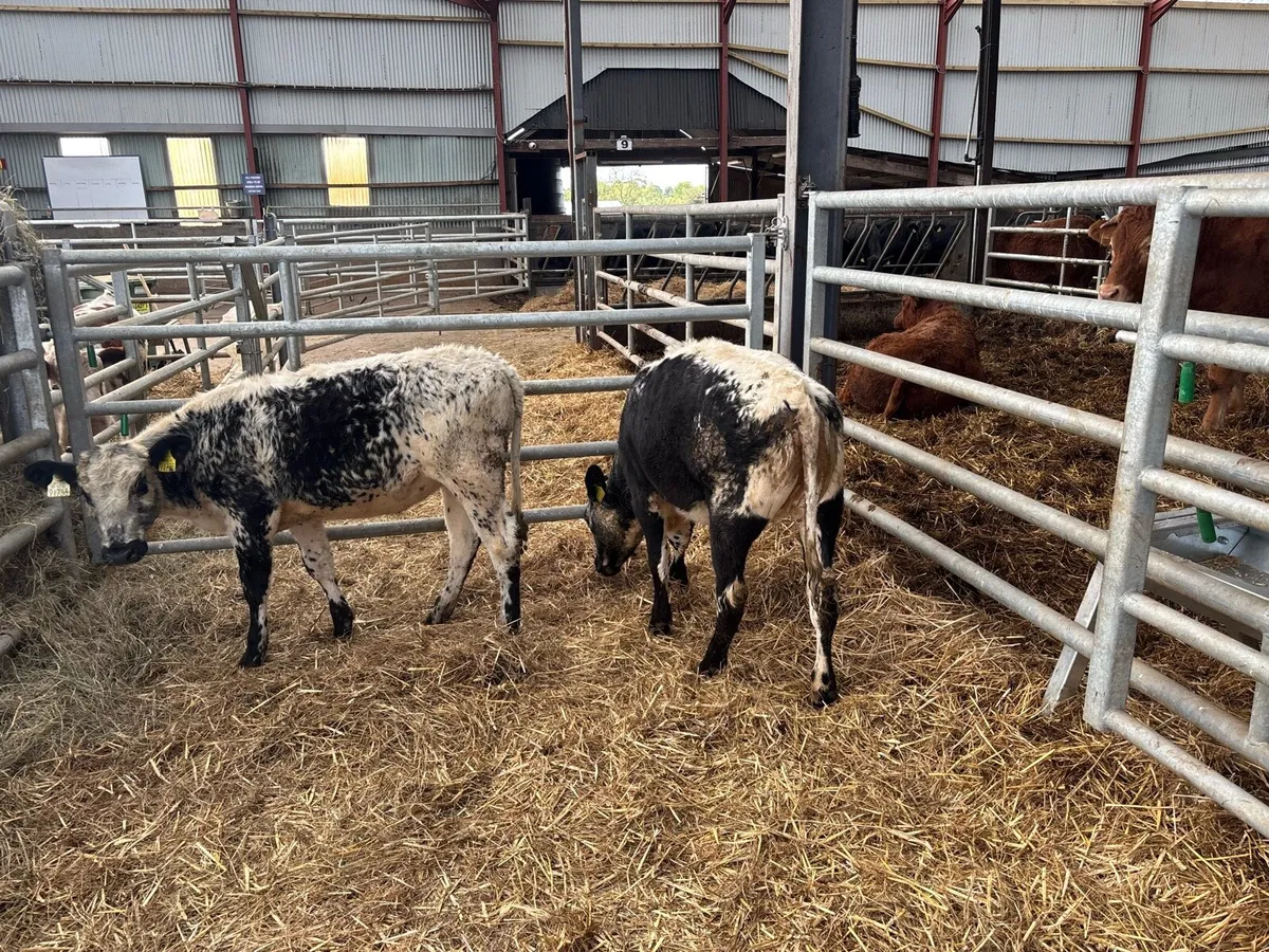 Speckled park weanling heifers - Image 4