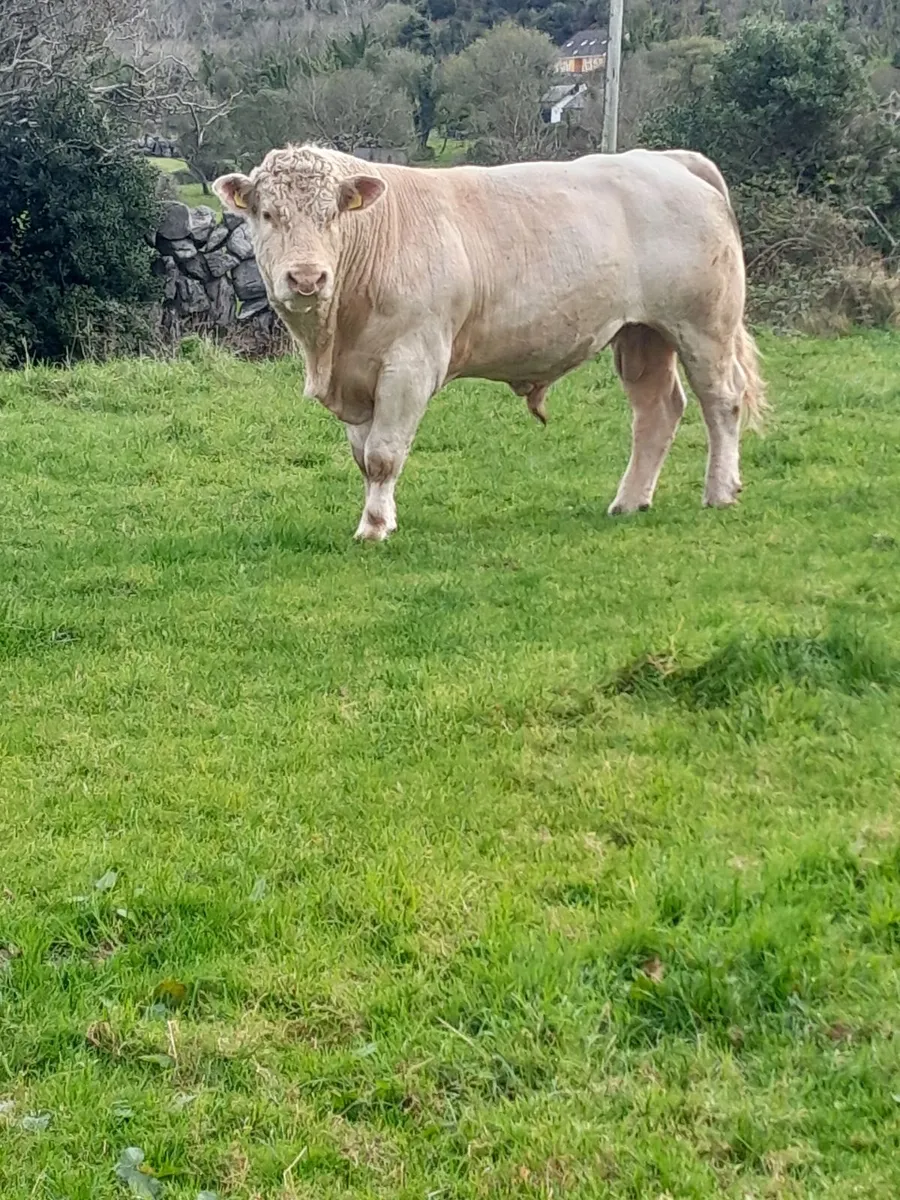 P.B. Reg Charolais bull - Image 3