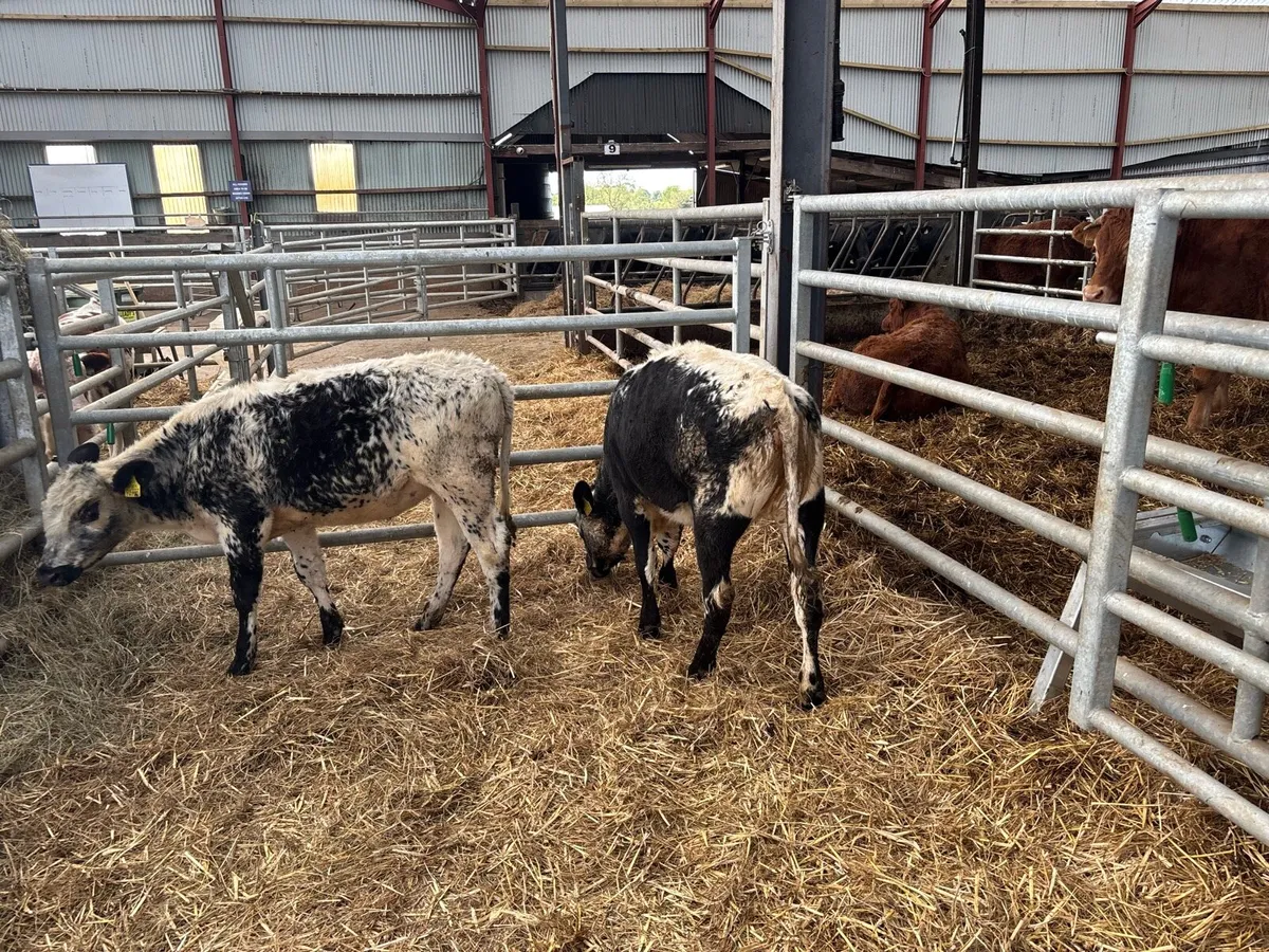 Speckled park weanling heifers - Image 1