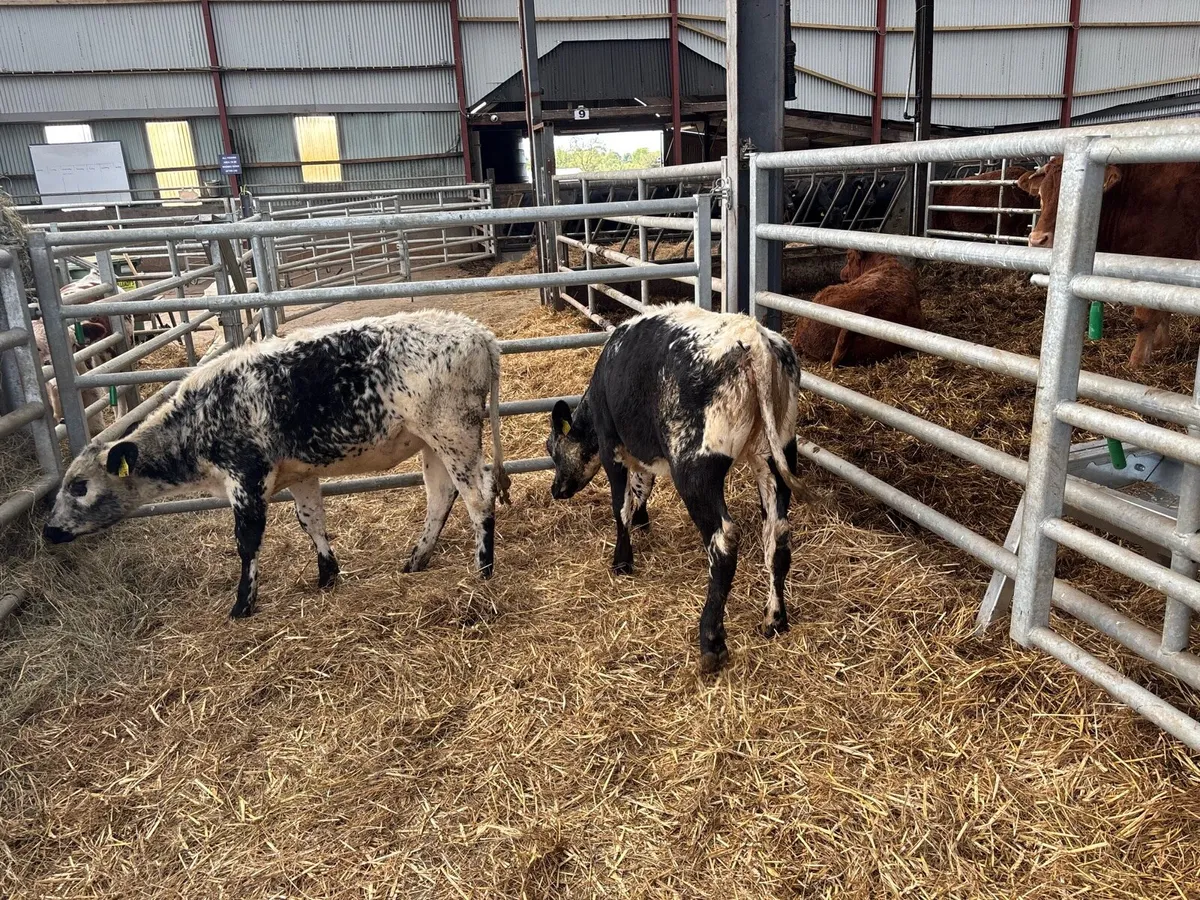 Speckled park weanling heifers - Image 2