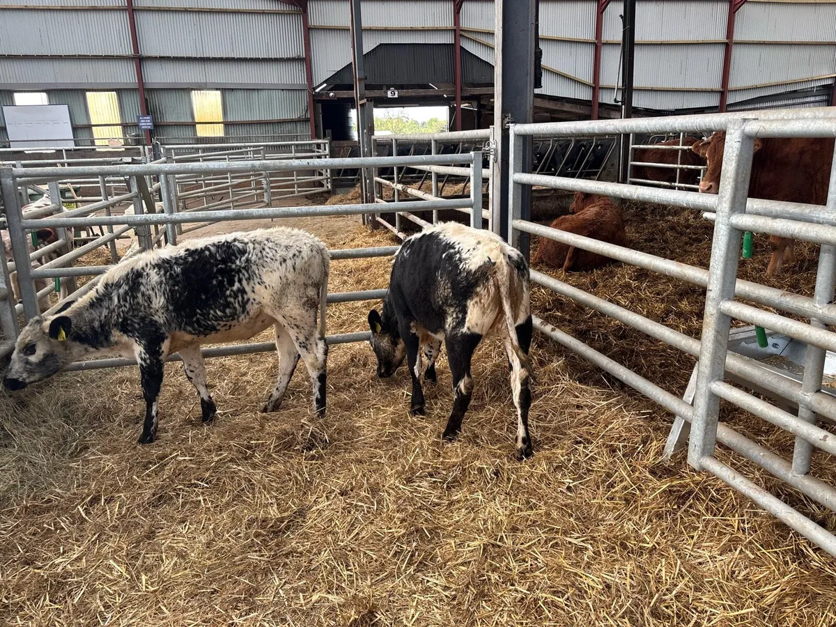 Speckled park weanling heifers - Image 3