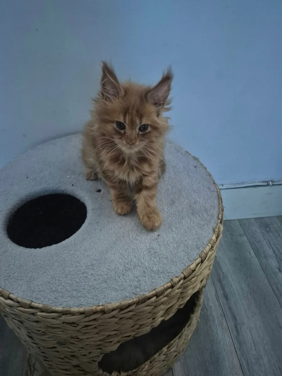 Maine Coon Kittens - Image 1