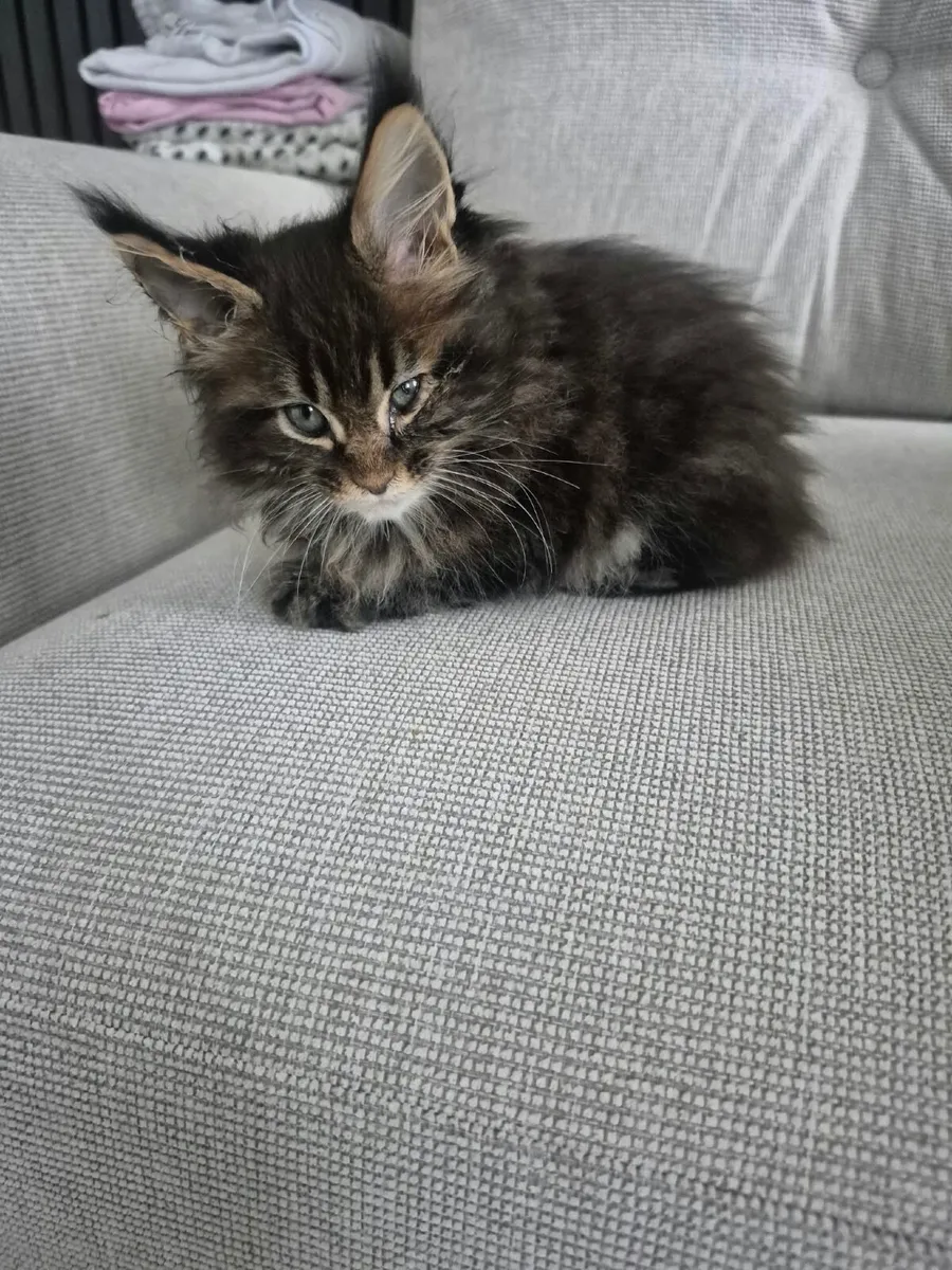 Maine Coon Kittens - Image 3