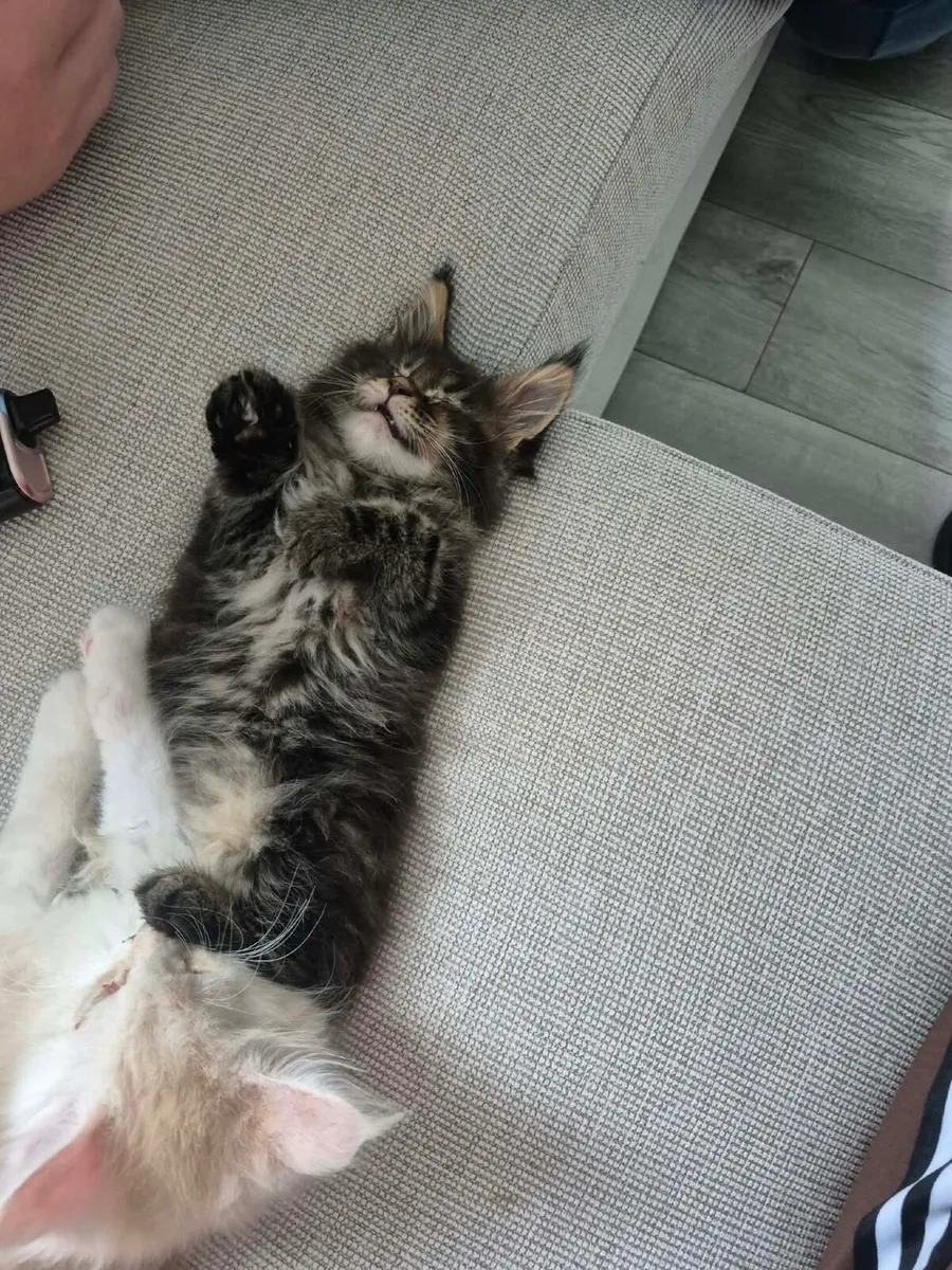 Maine Coon Kittens - Image 4