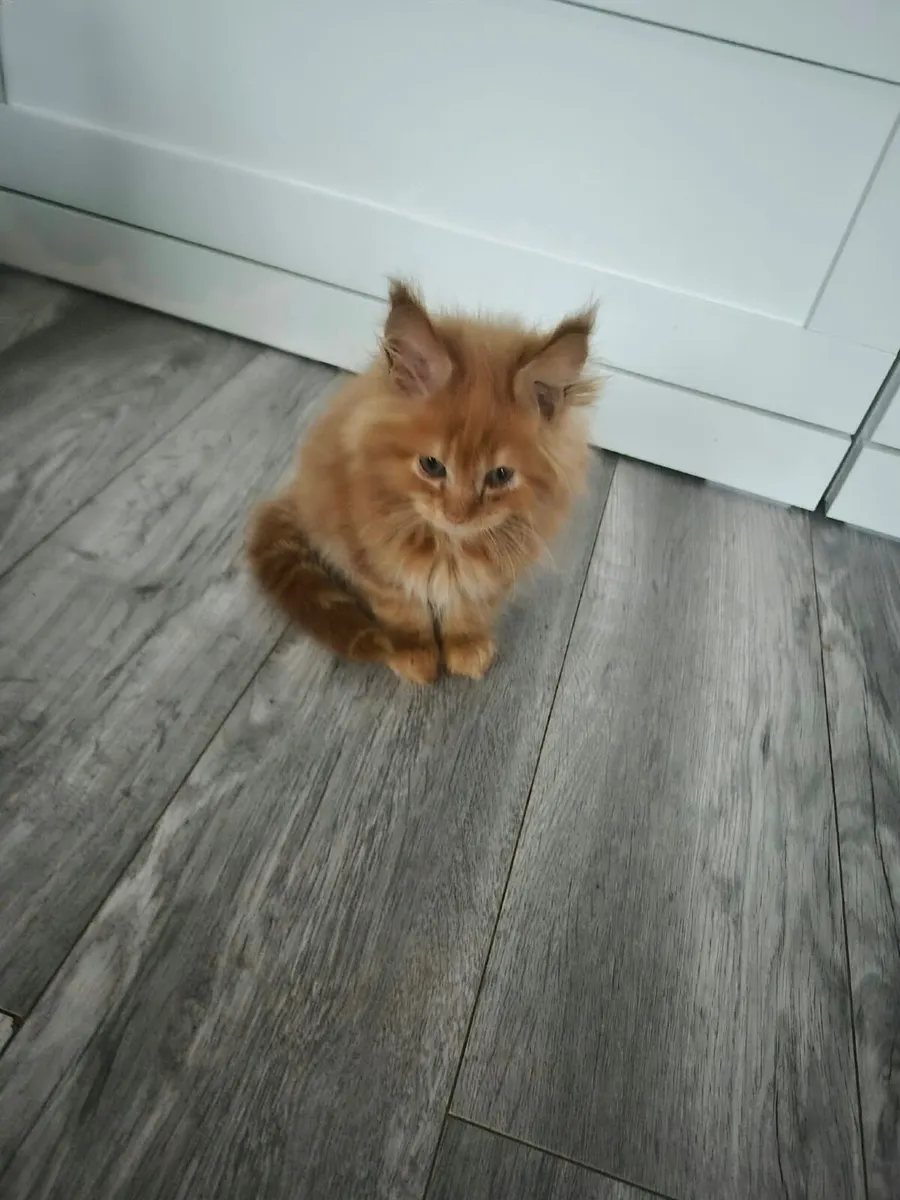 Maine Coon Kittens - Image 2