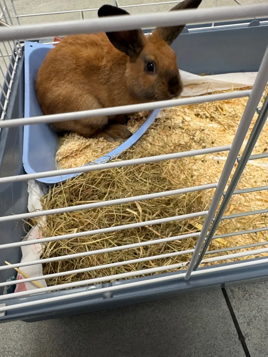 Rabbit - Image 1
