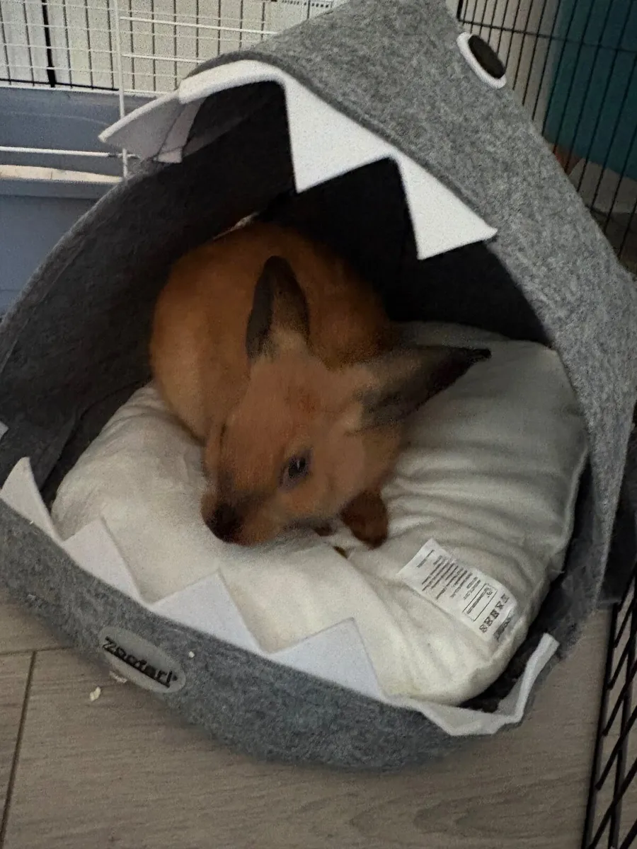 Rabbit - Image 2