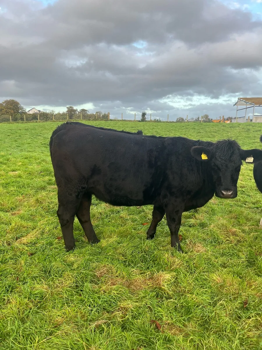 3 Aax heifers - Image 2