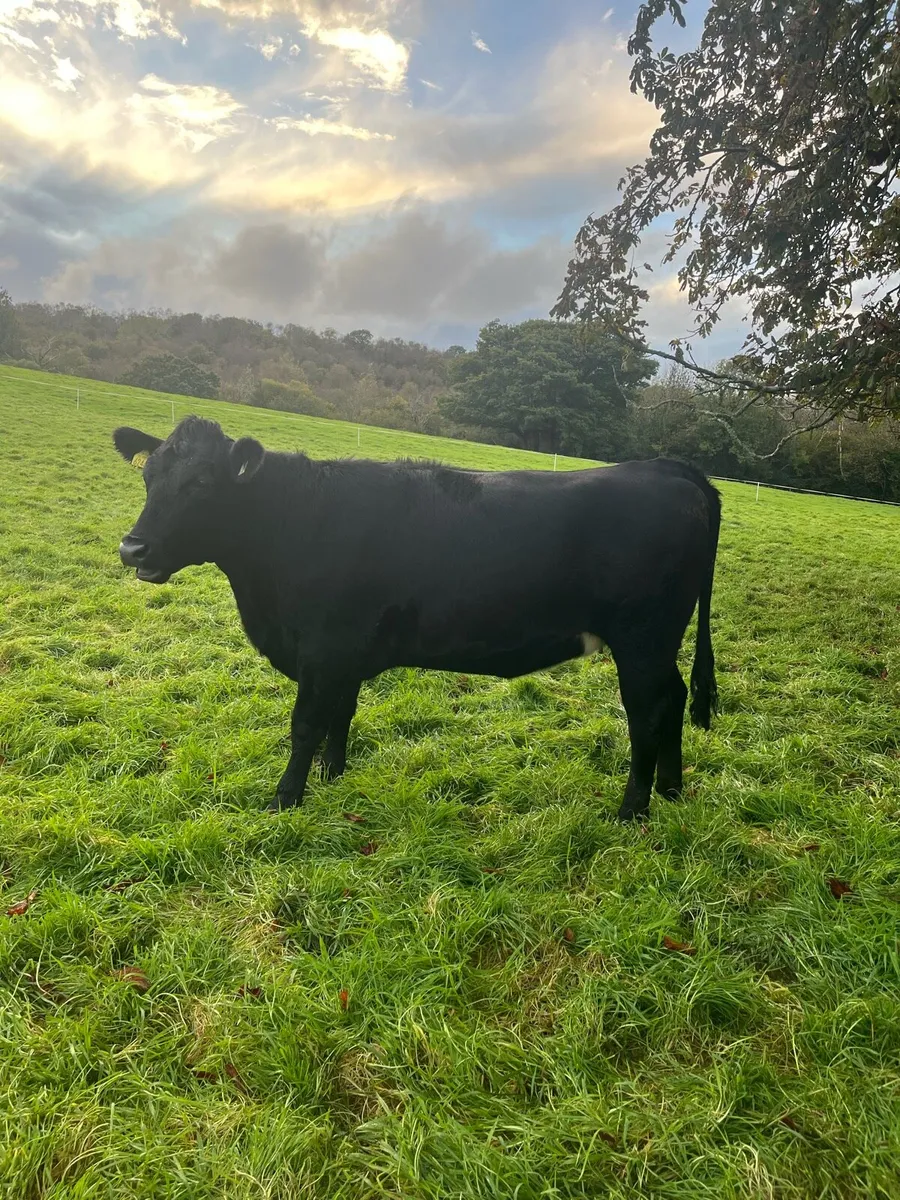 3 Aax heifers - Image 3