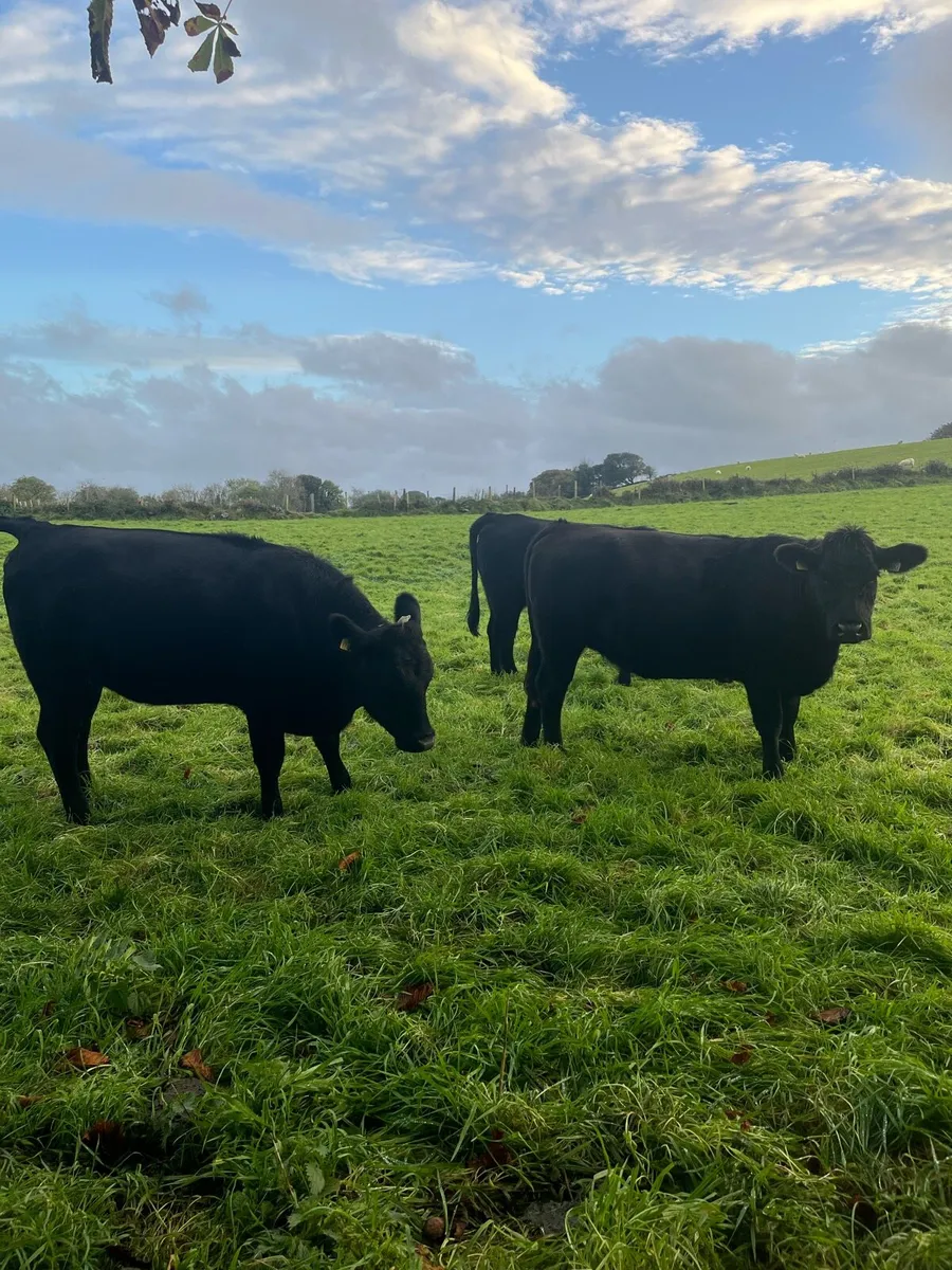 3 Aax heifers - Image 1