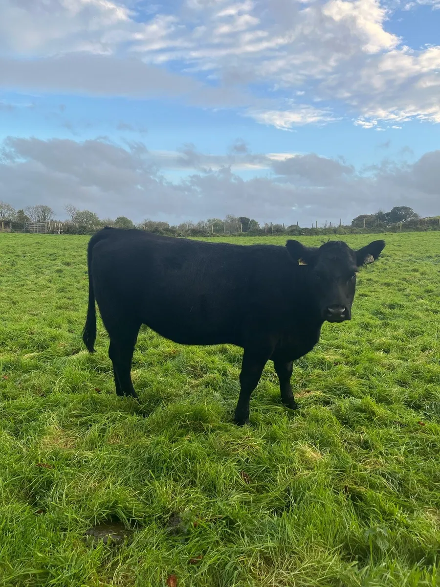 3 Aax heifers - Image 4