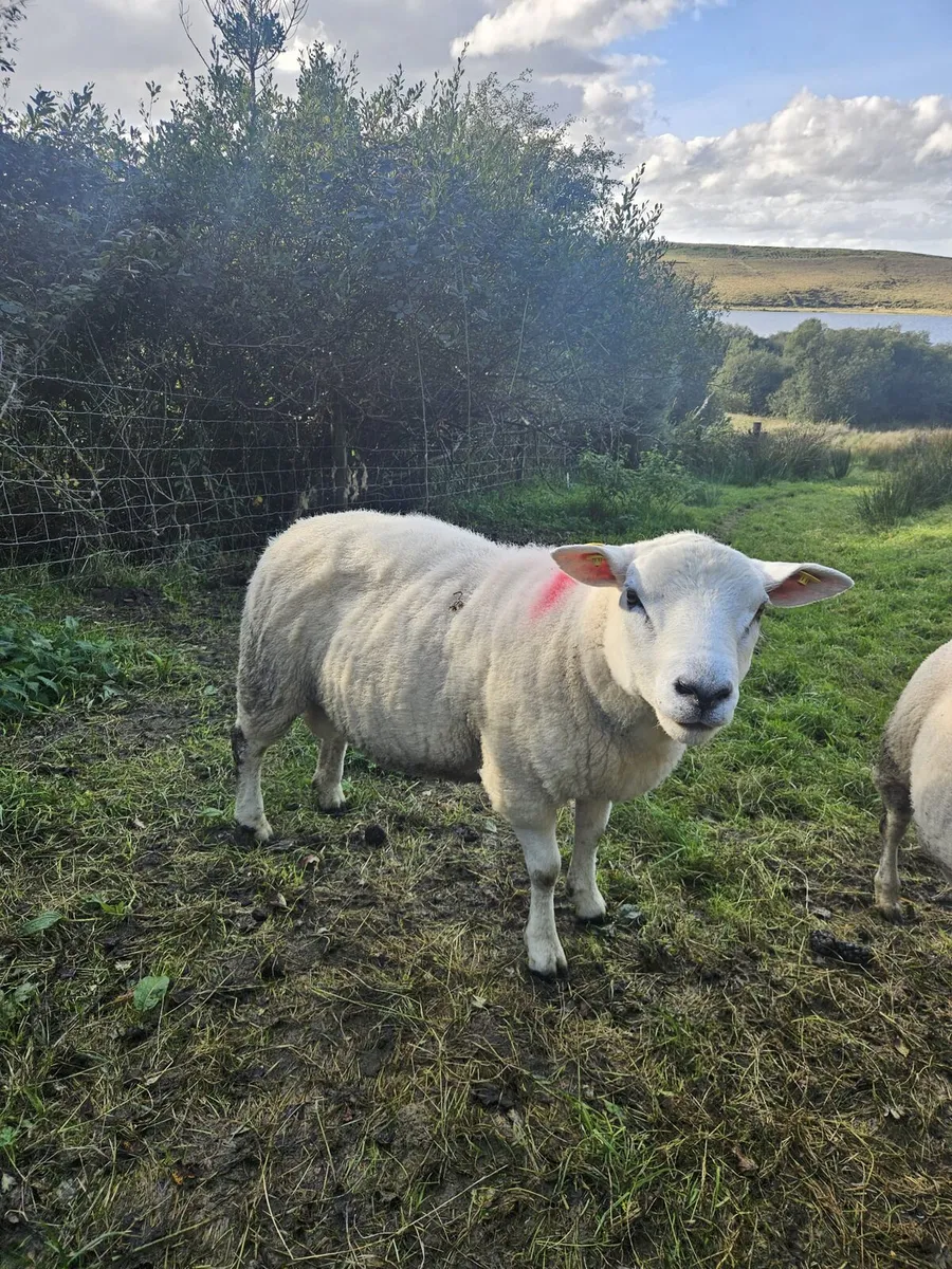 Rams - Image 3