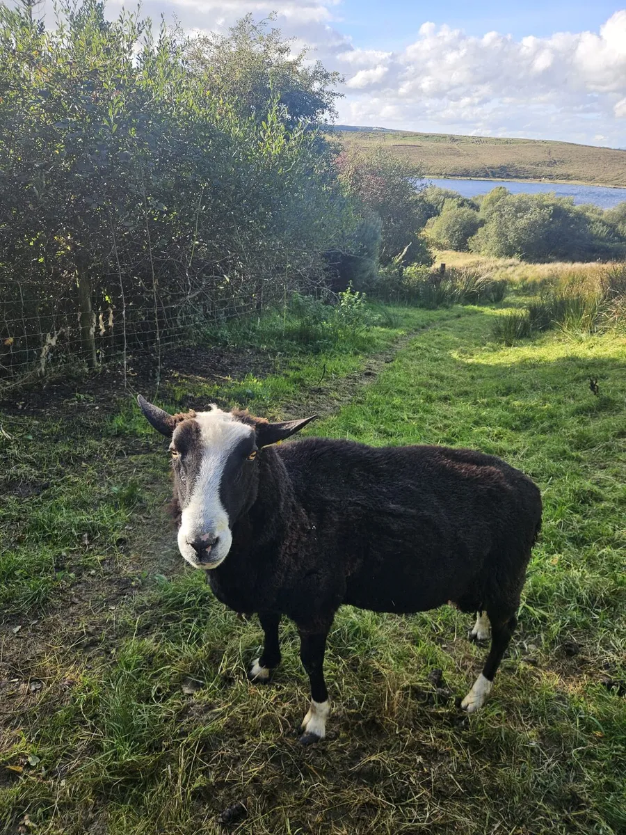 Rams - Image 4
