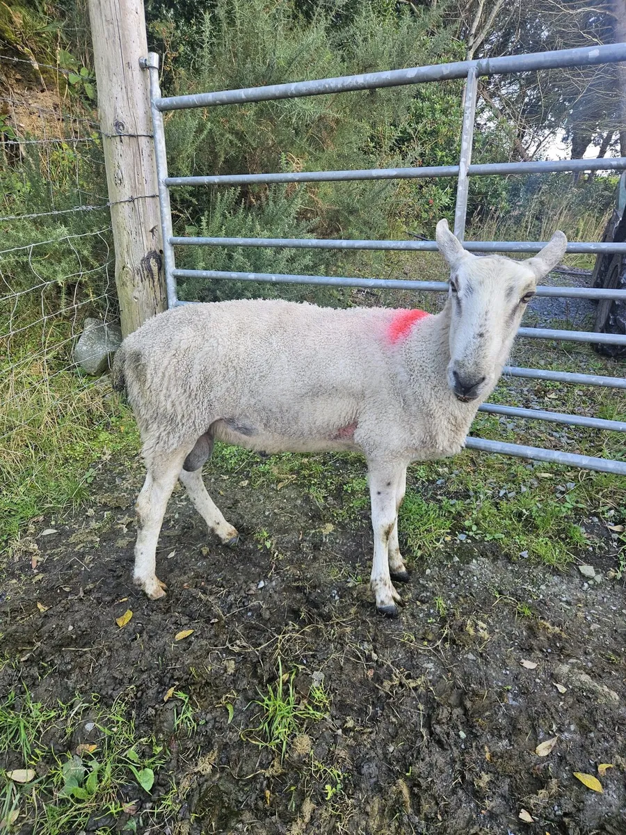 Rams - Image 2