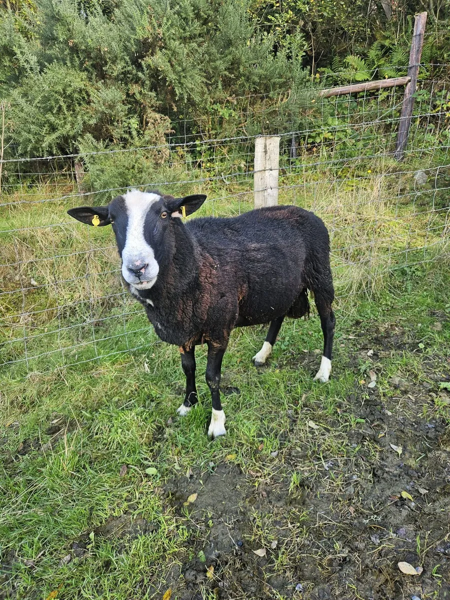 Rams - Image 1