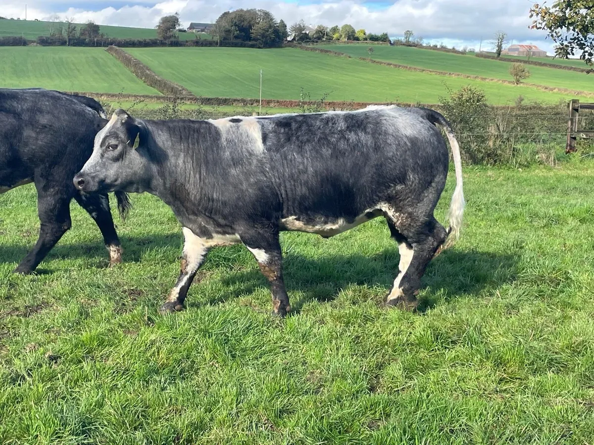 BB Heifers for Gort Mart this Thursday - Image 2