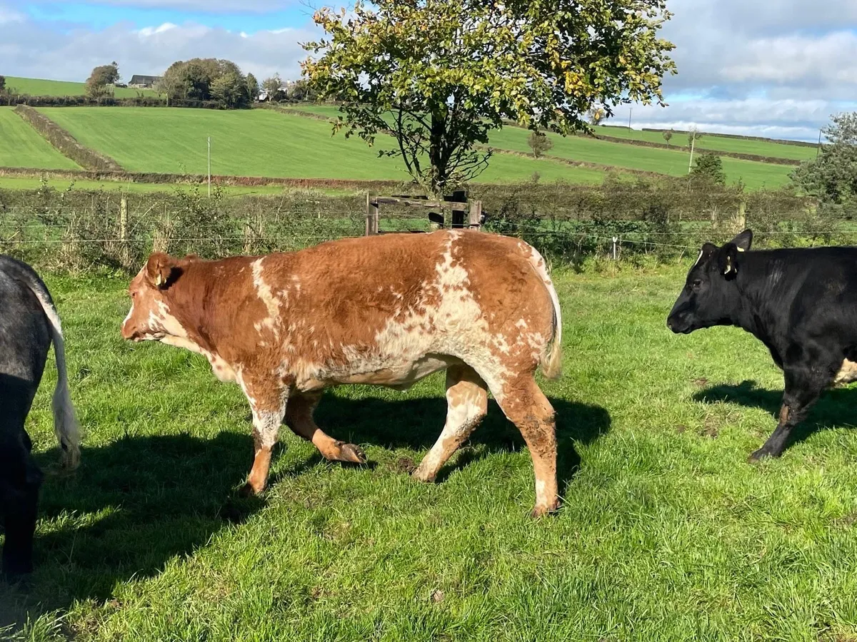BB Heifers for Gort Mart this Thursday - Image 3