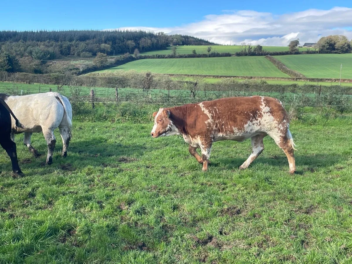 BB Heifers for Gort Mart this Thursday - Image 4