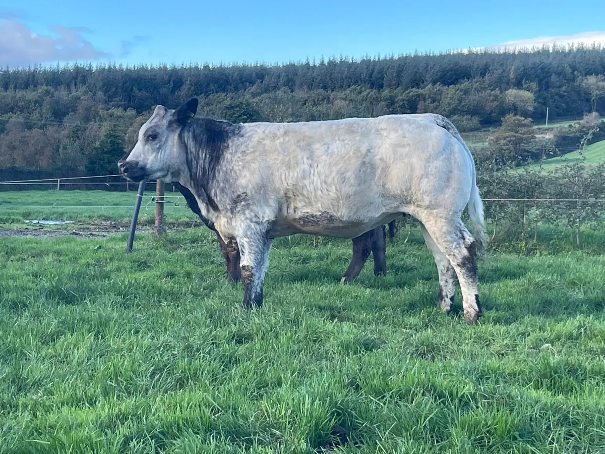 BB Heifers for Gort Mart this Thursday - Image 1