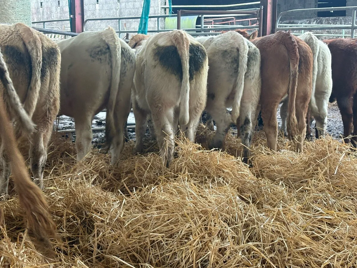 Continental Heifers - Image 1