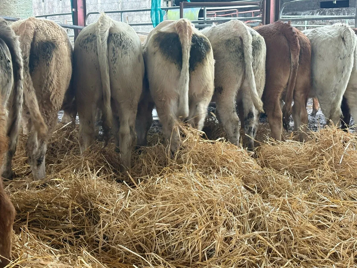 Continental Heifers - Image 2