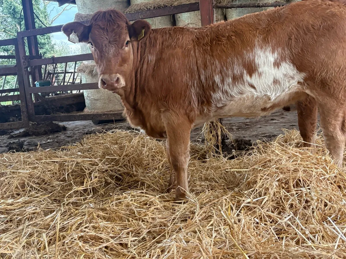 Continental Heifers - Image 3