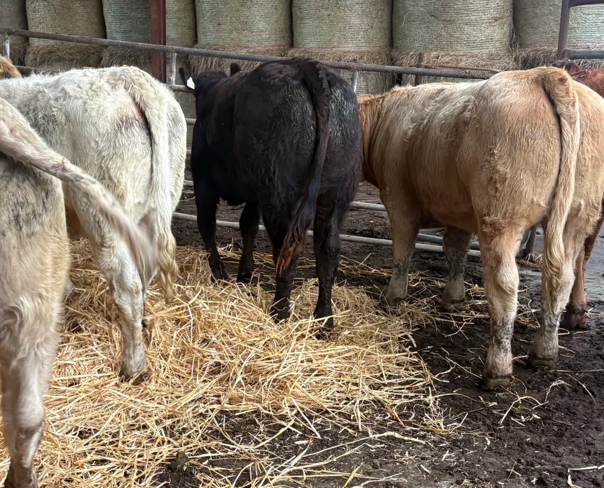 Continental Heifers - Image 4