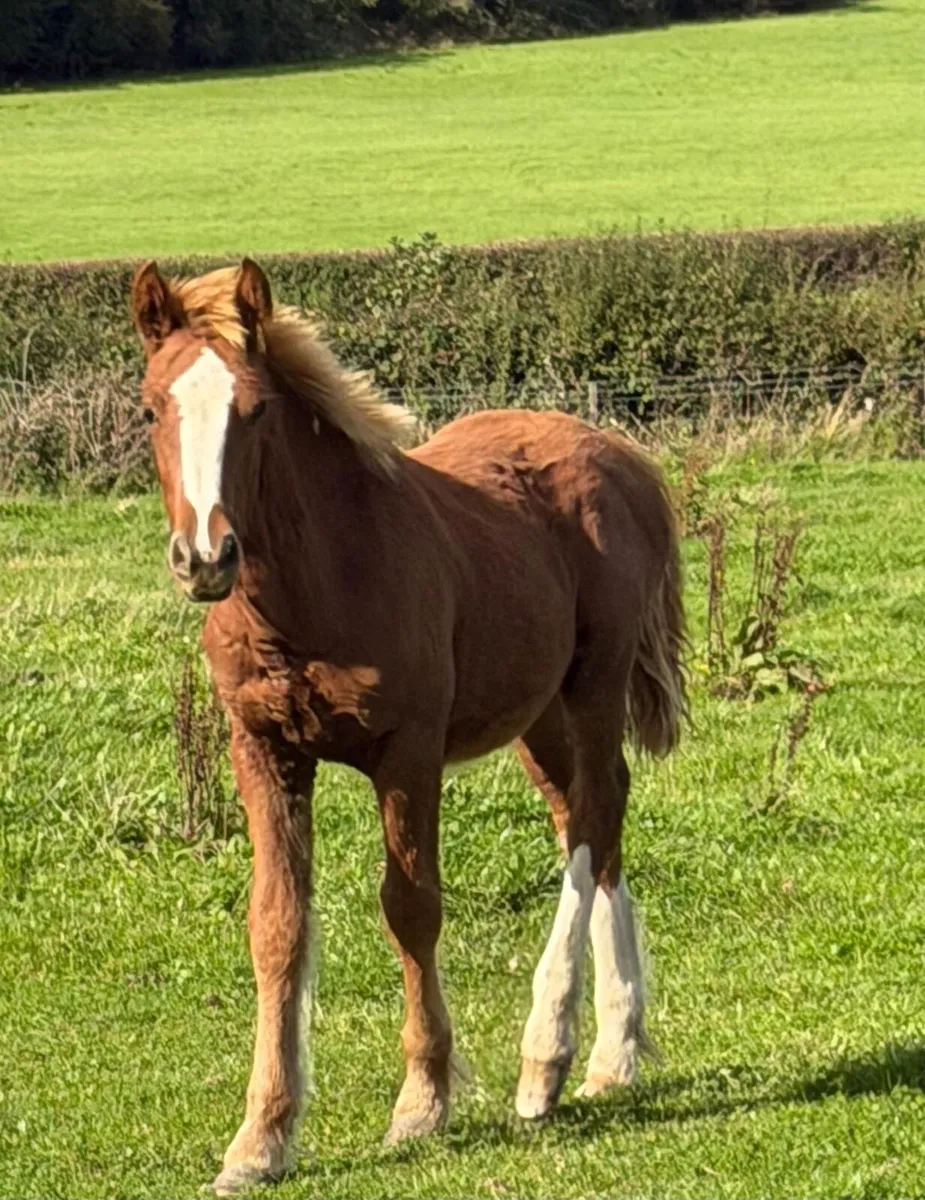 Halfbred colt - Image 1