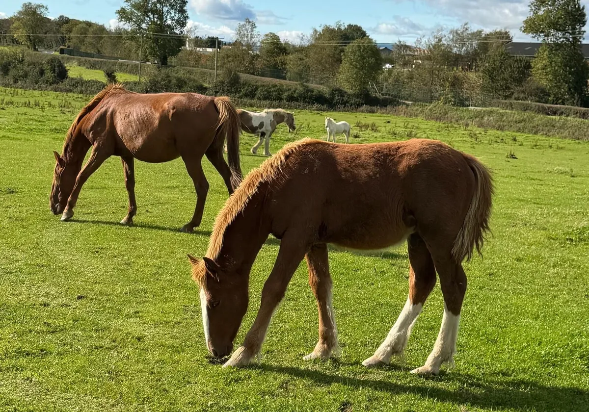 Halfbred colt - Image 3