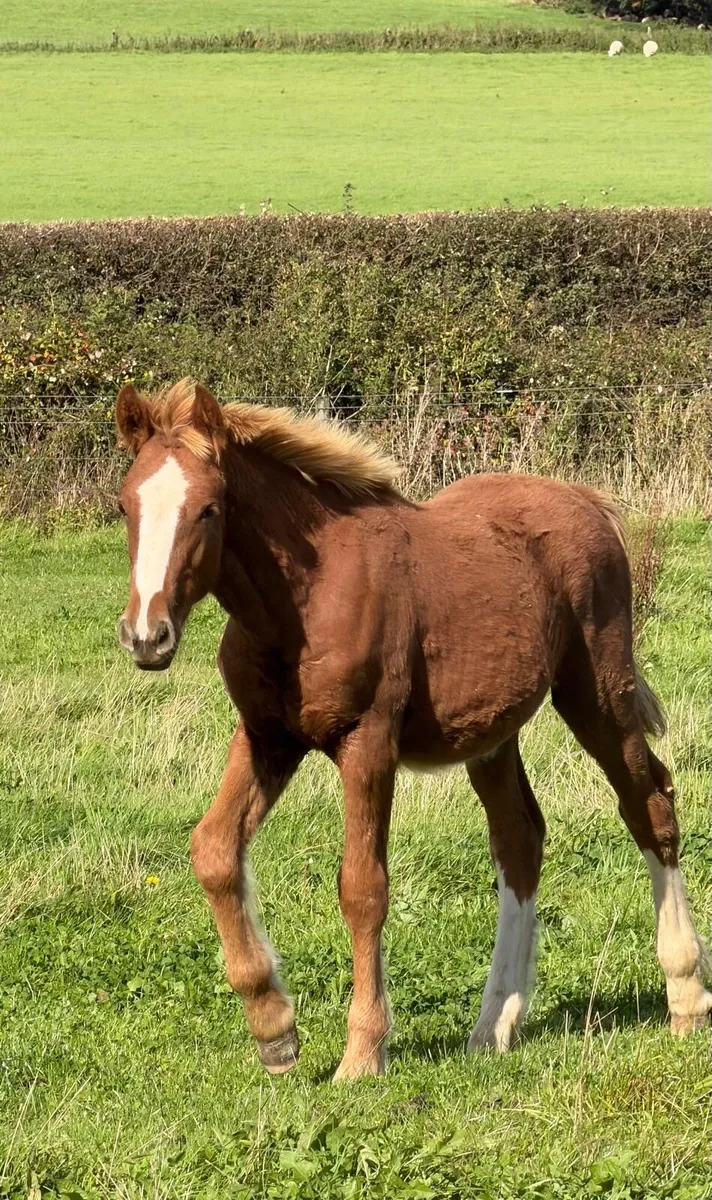 Halfbred colt - Image 2