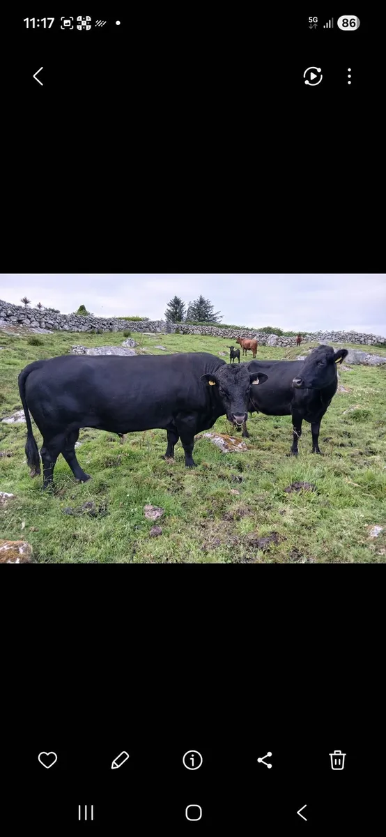 Dexters Bull - Image 2