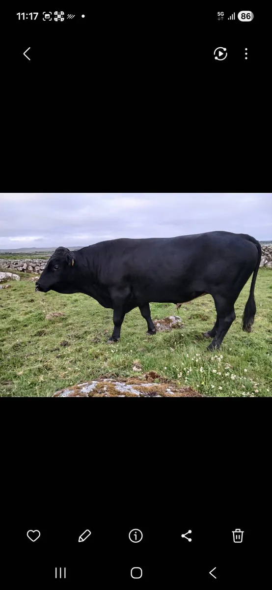 Dexters Bull - Image 3