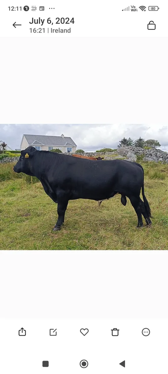 Dexters Bull - Image 1