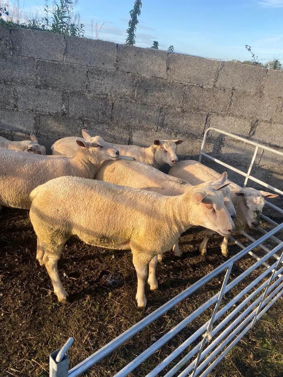 Charlaois ewe hoggets - Image 1