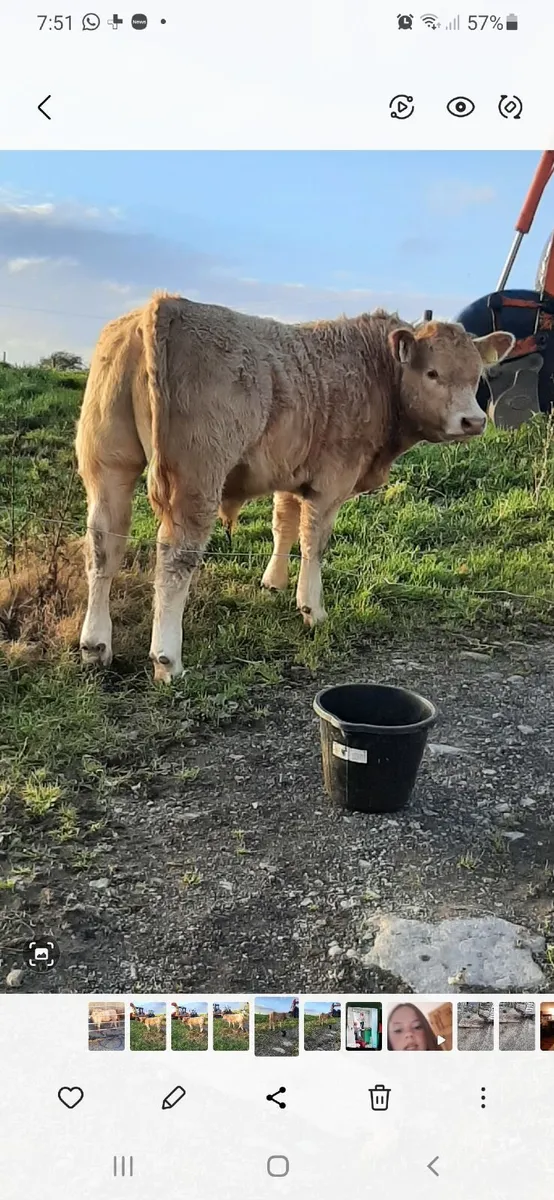 Weanlings - Image 1