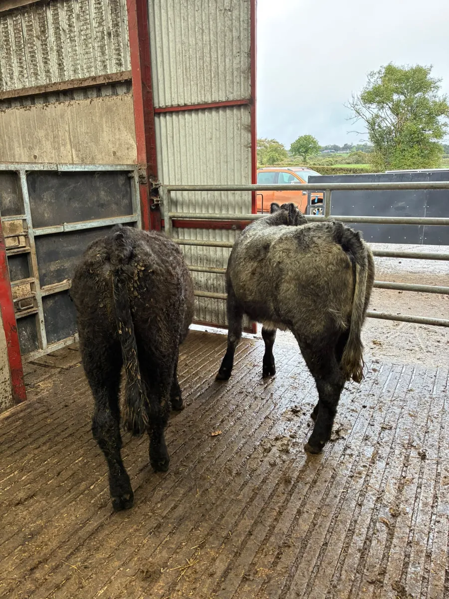 Blue grey saler heifers - Image 4