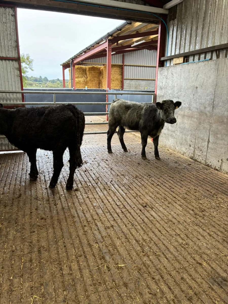 Blue grey saler heifers - Image 3