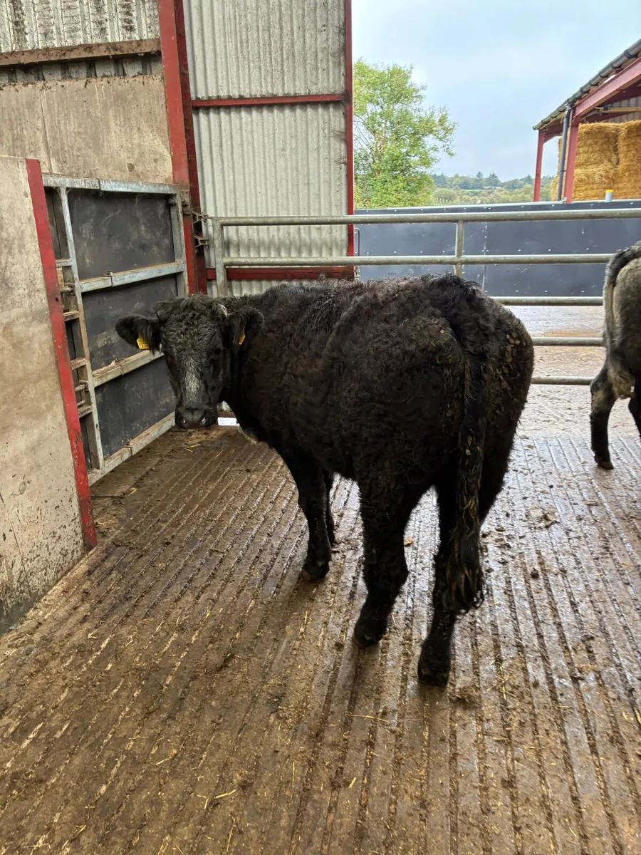 Blue grey saler heifers - Image 1
