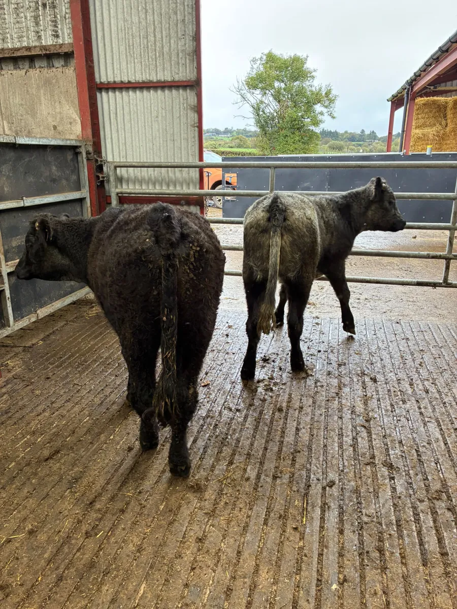 Blue grey saler heifers - Image 2